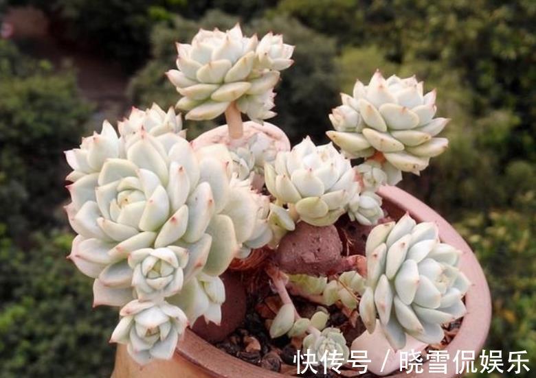 公认难养的8种多肉，爱生病长不好，新手别轻易尝试，白费了