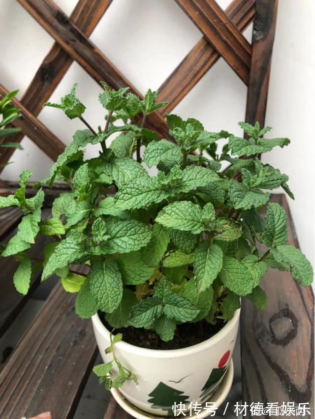 绿油油|6种杀菌花,杀菌去异味,家里空气更干净!