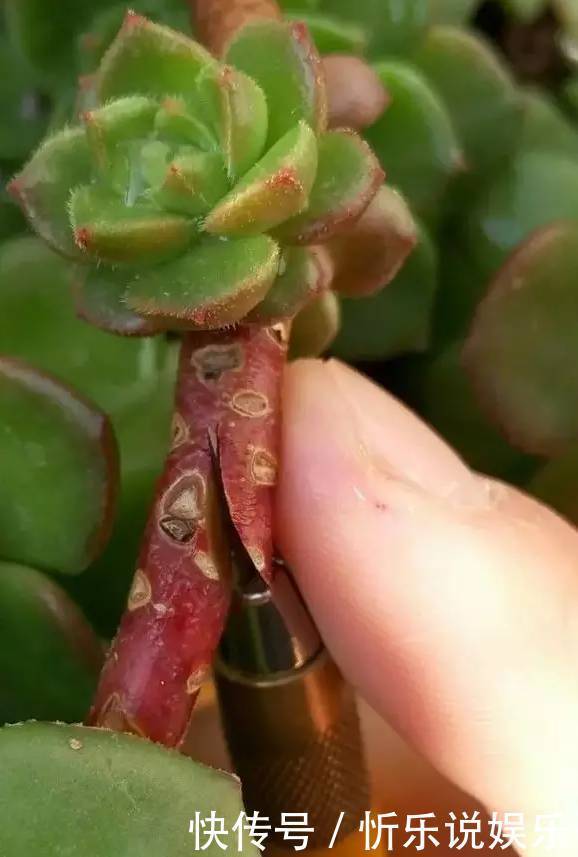 秋丽|多肉原来还能这么玩,嫁接方法很简单,轻松爆盆还好看!