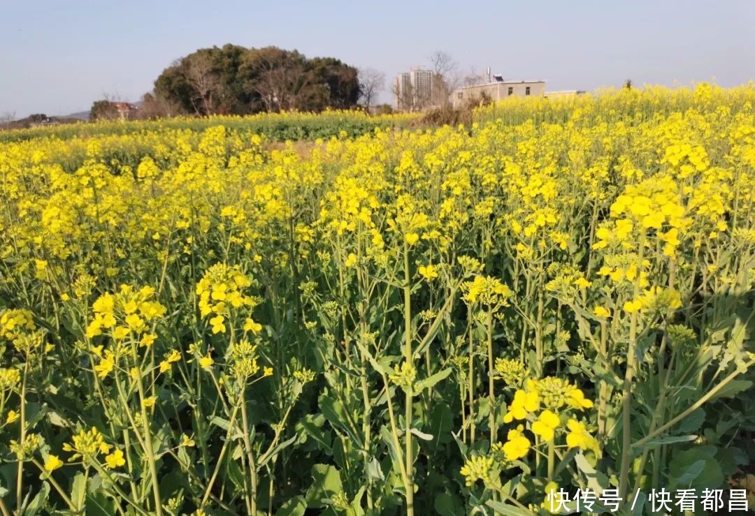 都昌30万亩油菜花竞相绽放，吸引众多游客踏青赏花！