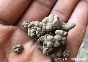 叶片|8月养君子兰,土里埋2种东西,疏松肥沃,叶片挺拔如折扇