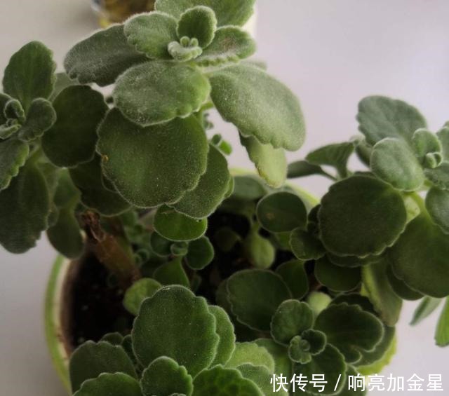 家里碰碰香没味道那是这4点没做好,不然香飘满屋!