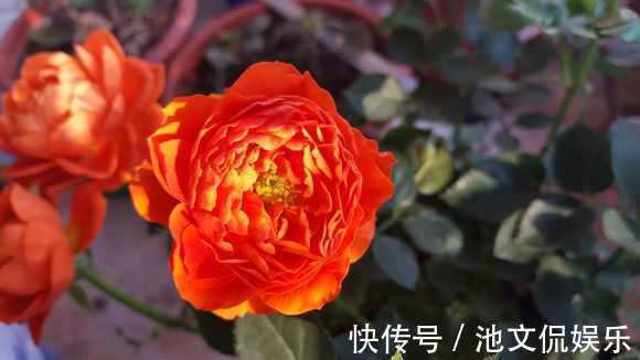 萌新别再用过期的啤酒浇月季了，浇1盆死1盆，只有用对方法才爆盆