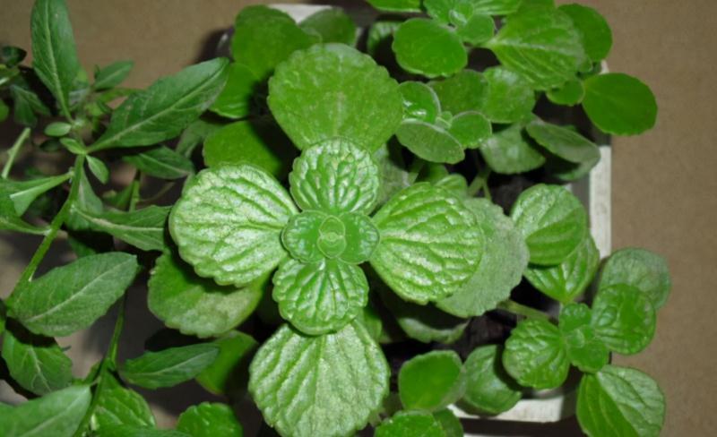 盆栽|这3种“香喷喷”的植物,值得居家盆栽,把控好细节长得旺