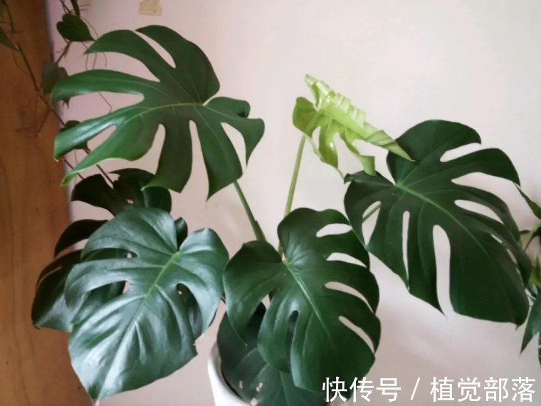 龟背竹叶子卷曲的原因与解决办法汇总