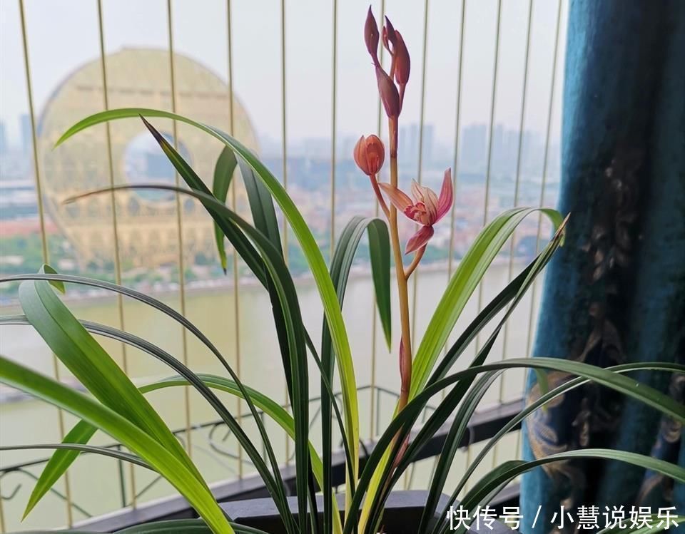 花友|兰花久久不冒新芽,喂点天然促根水,15天冒9颗芽