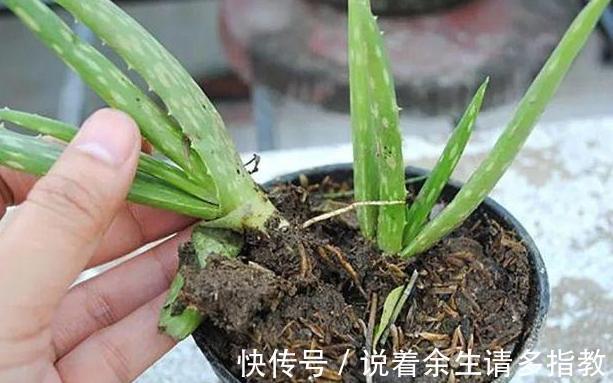 龙骨、郁金香盆栽，别搁在室内了，对身体有害！摆它们恰恰好！
