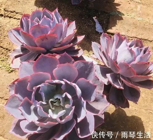 三仙|多肉中的“三仙”,颜值很高,扎根速度很快,桩子长到手臂粗