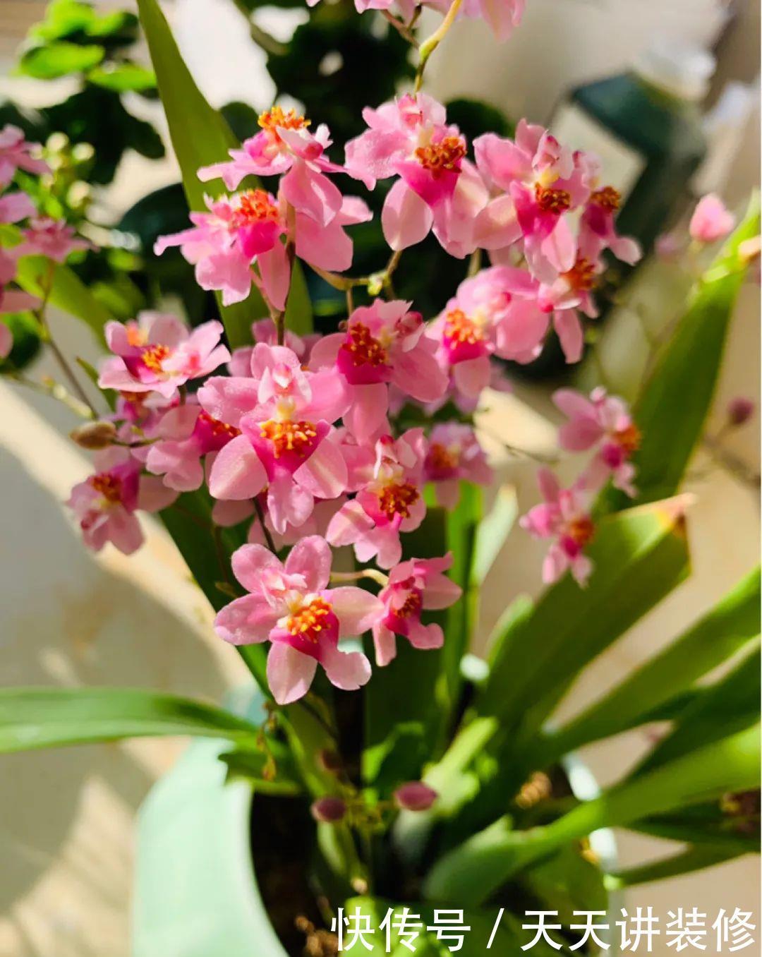 5种花比茉莉还香,越冷越爆盆,满屋子香味,现在买过年开花