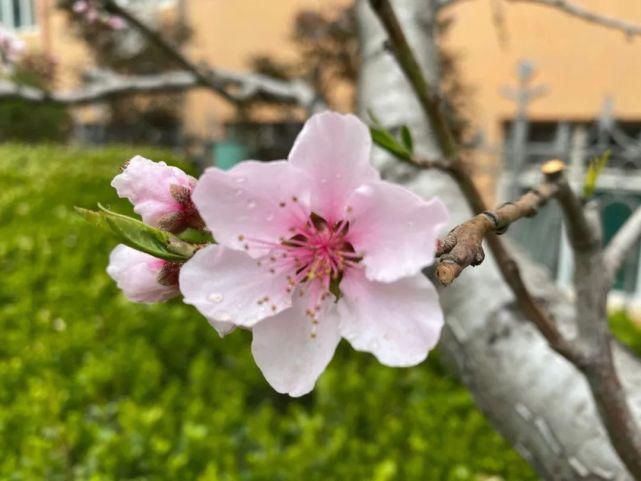 舒卷烟霞自掩映，半山芳菲绕窗棂 ——开元邀你来赏花（一）