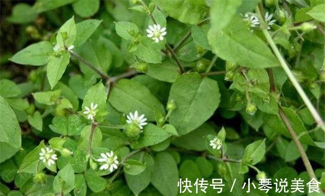 鸡鸭|这种野菜,鸡鸭都不吃,狗见了都发愁!却深得大家的喜爱!