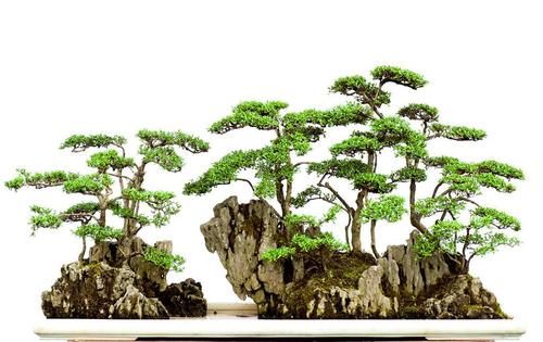 盆景七贤之一的雀梅，养殖时做好3点，才能长势旺盛，避免失枝