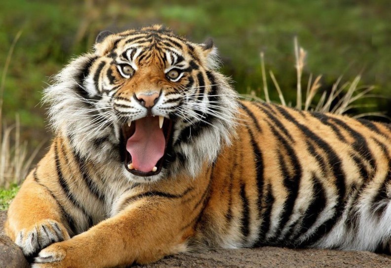 打死|民国真正的“打虎”将军,挥拳猛打将老虎打死,他的身手更胜武松