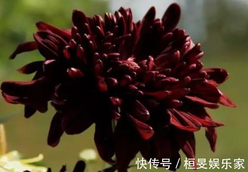 5款傲霜的菊花，开花似惊鸿起舞，幽香暗淡，花型圆滚惹人爱，美