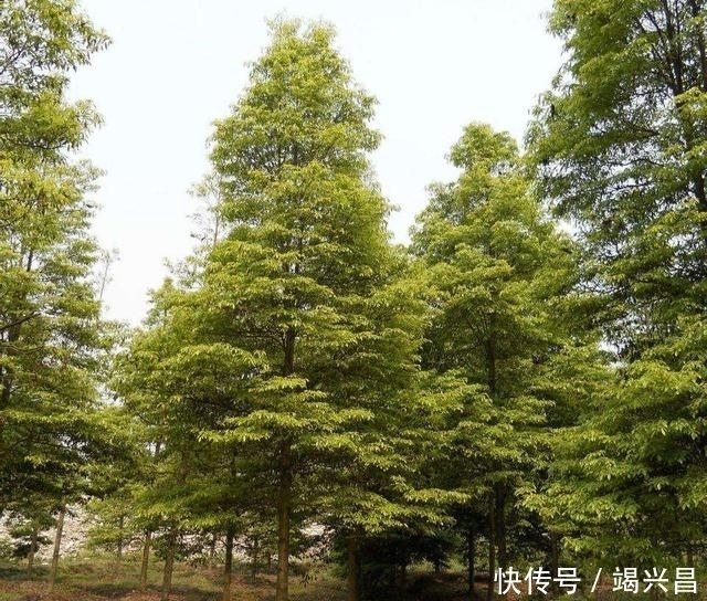 楠木|男子用30吨金丝楠木雕刻雄狮,富豪出价300万,男子:先给1000万