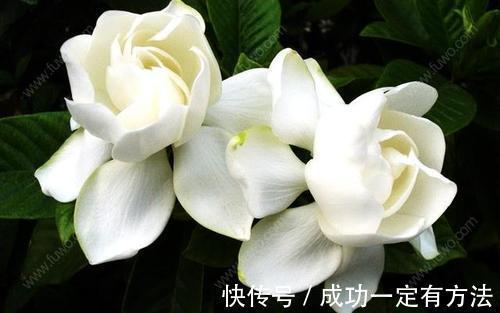 栀子花总黄叶给它喂点酸水,叶子返青绿油油