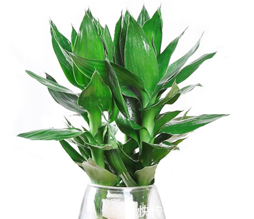 发财树|八种花养护不能太勤快，越勤快越养不好，懒一点就越长越旺