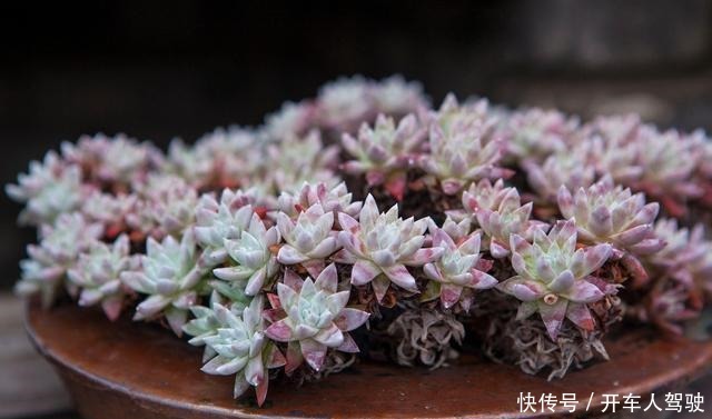 冬天的多肉有5怕,避开了,各个养成“彩虹糖”!