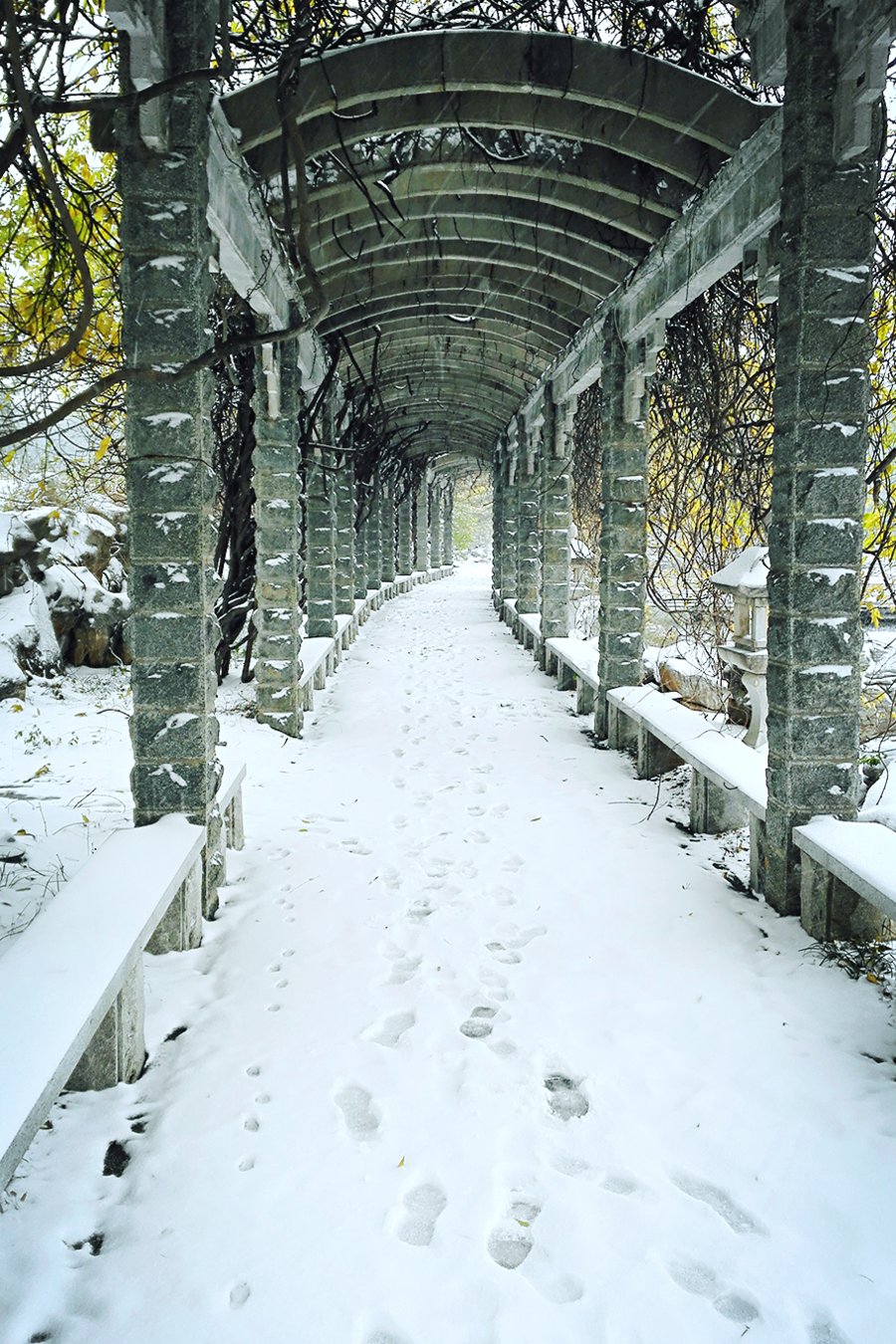 初雪中的济南南郊宾馆|镜头下 | 初雪