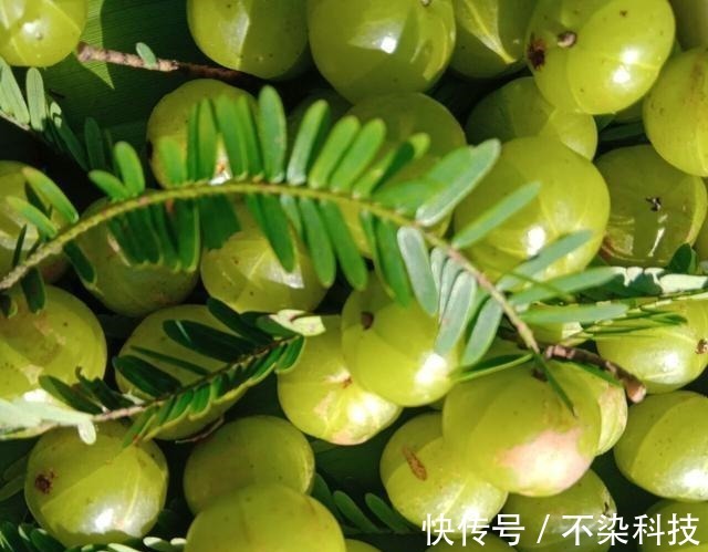 柠檬靠边站，它们是维C之王，好吃价值高，打理还简单，一起看看！