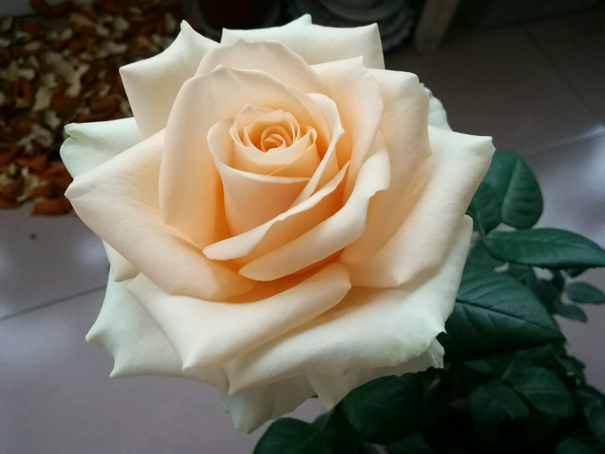 喜欢菊花,不如养盆优良名菊“关东大侠”,开花爆盆成花海!美