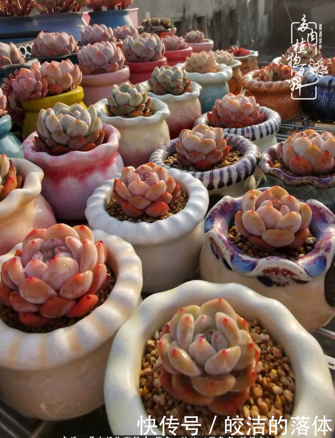 百度|我与多肉那些不得不说的故事!