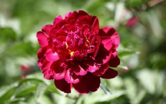 花型|想养花不妨选“它”不但颜色“奇特”还开花硕大,养上值了