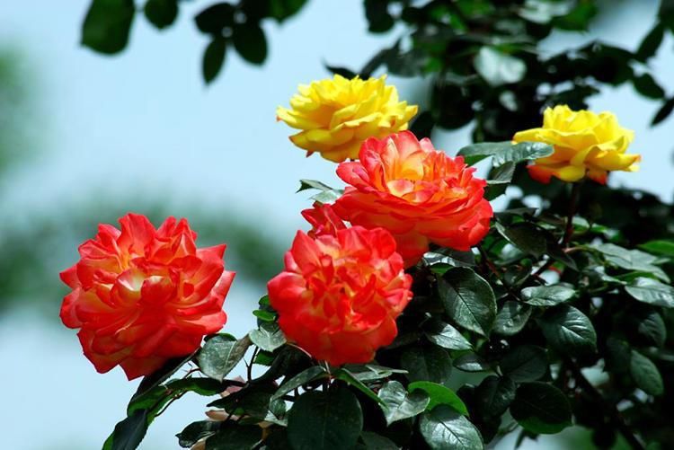  冬天|冬天养护月季有诀窍，这4招一定要学会