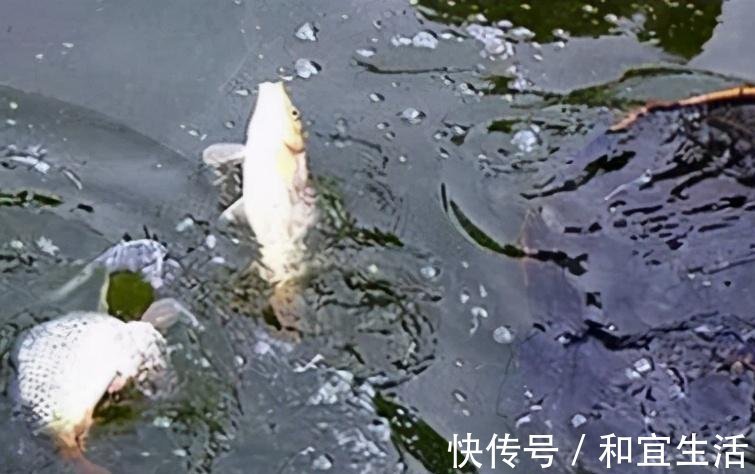 垂钓|黑坑鱼突然停口,逃脱不了这几个原因,教你妙招轻松解决