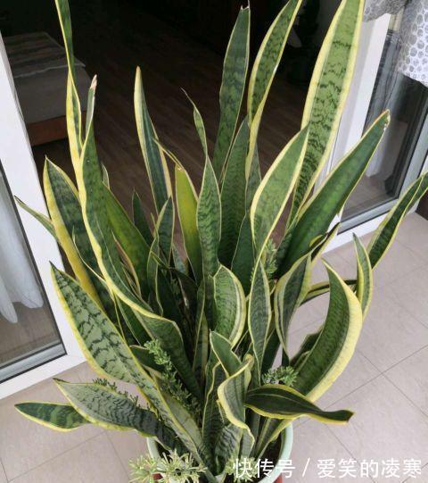 虎皮兰文|虎皮兰文竹养不好,撒一把粉末,半年不施肥也会蹭蹭长