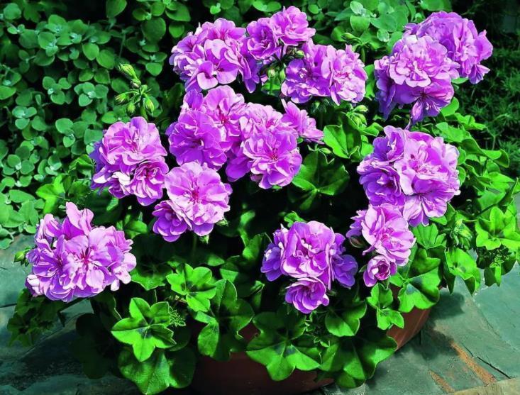 盆栽|3种“看似平平无奇,实则开花惊艳”的盆栽,好养好看,轻松爆花