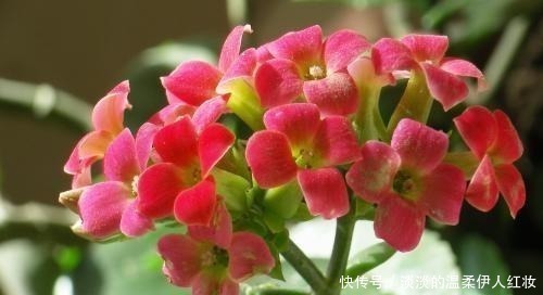 长寿花|夏季长寿花黑腐现象严重,“反着”来养,养出更多侧芽更容易爆盆