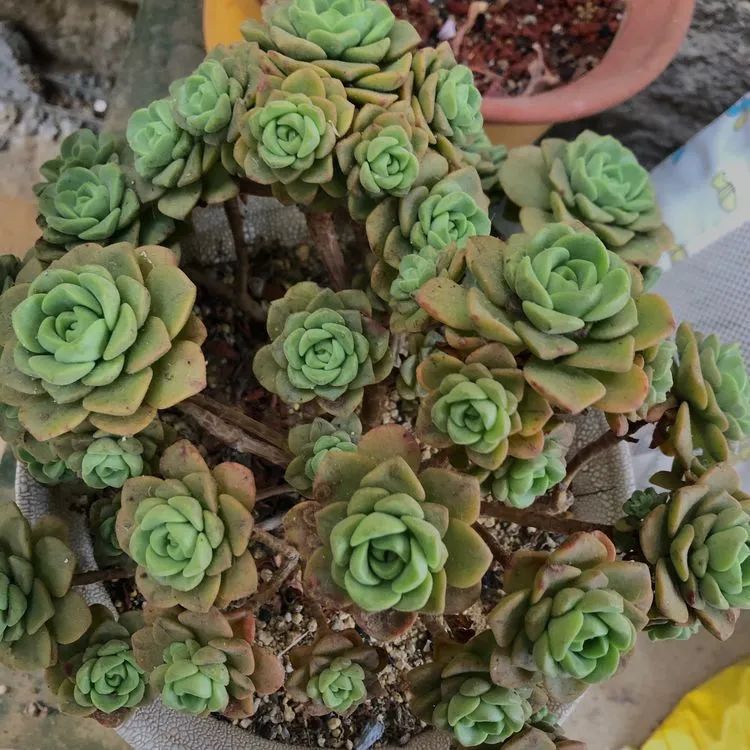 多肉小白三年励志对比养自己的花,爱自己的宇宙!