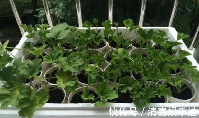 泡水|3种枝条泡水里,10天长根,一次开花100朵,水培成活率更高!