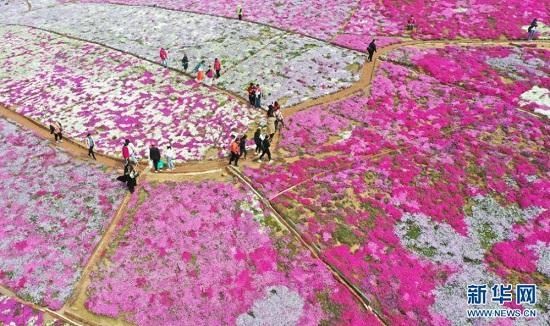 新华社聚焦丨迁西：芝樱花海醉游客