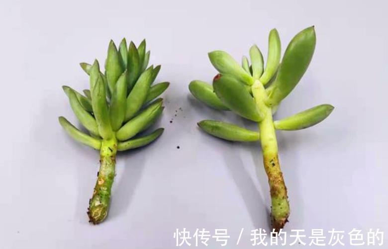 光照|养多肉千佛手，砍头繁殖简单，叶插成活率高，适合新人练手