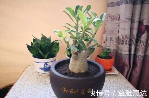 超好养活的花,美丽不输牡丹,花期300天,抗高温抗干旱!