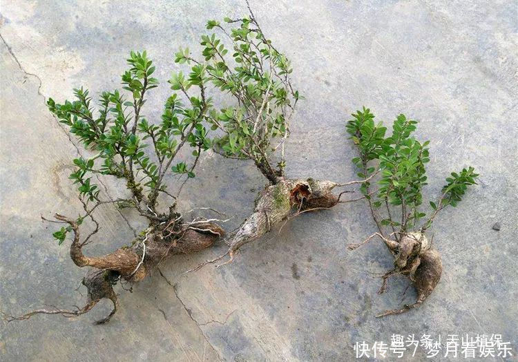 石萝卜|农村一种植物,人称“叶上花”,盆栽很漂亮,跌打损伤,胃疼可用