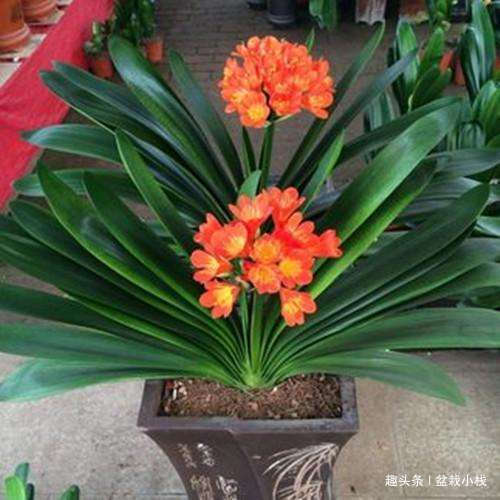 君子兰怕“3高”，怪不得一直不开花，避开后花开大如盘