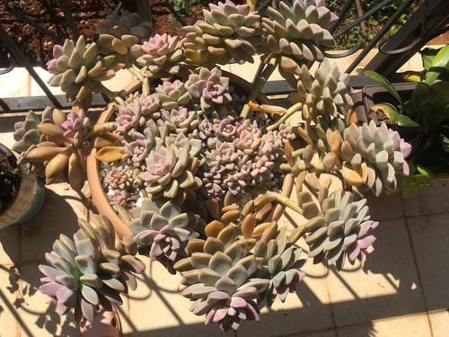 养10年的“淡雪”老桩，一直不换盆，如今长成高攀不起的样子