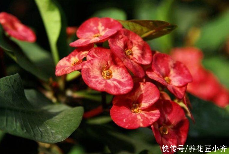 5种花不能浇水多，轻则不开花，重则会烂根，少浇水反而开得旺