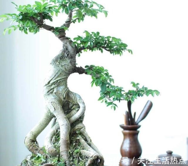 榆树盆景落叶啥原因春季咋养会让它更美呢!