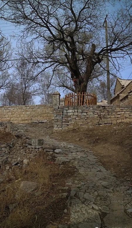 清净|清净的逯家岭村