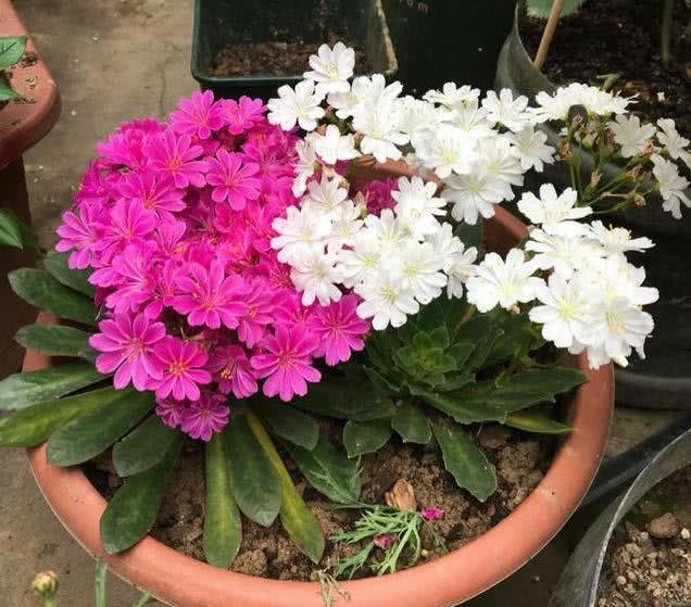  清香|此4种花，花叶共赏，清香幽远，对待新手很友好，值得拥有