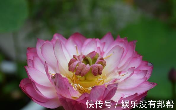 波斯菊|现在遇到5种花，请绕道走，管不住手就上当了