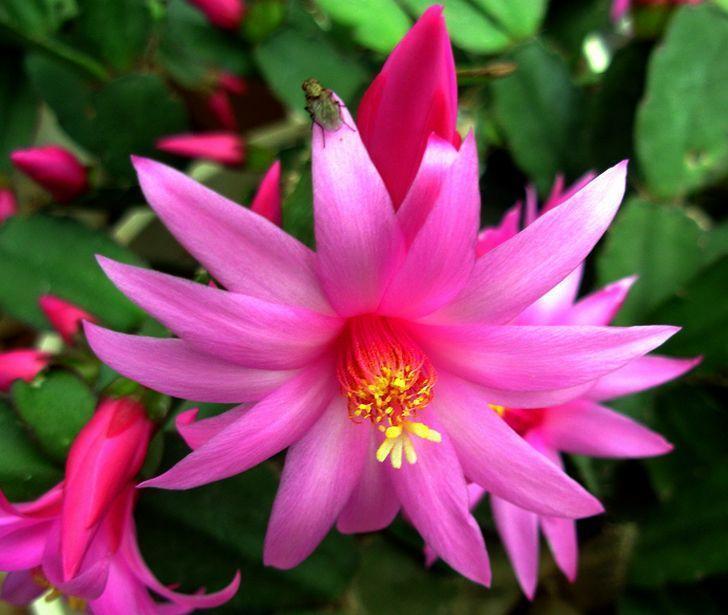 冬天只养这2种“花”,尤其是第2种,零下8℃也能活