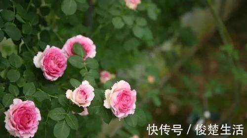 花型|好看的“无刺月季”颜值担当，不被“狼牙棒”扎到手