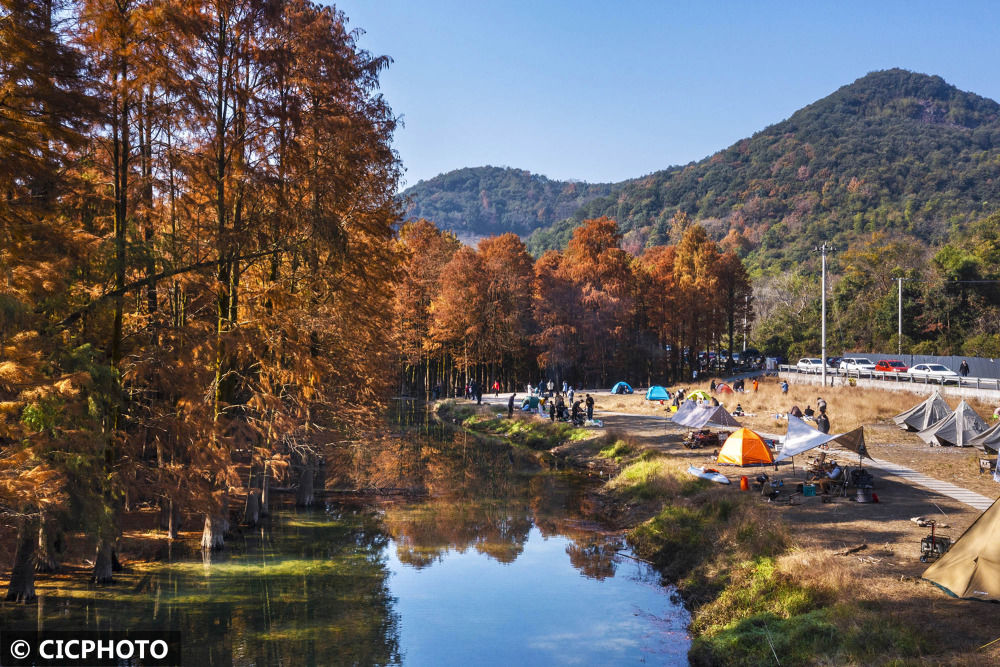 绍兴市|浙江绍兴：醉美红池杉