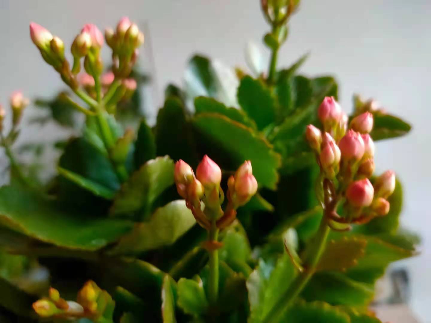 长寿花在打花骨朵的时候,养护做到4点,开花满盆并不难