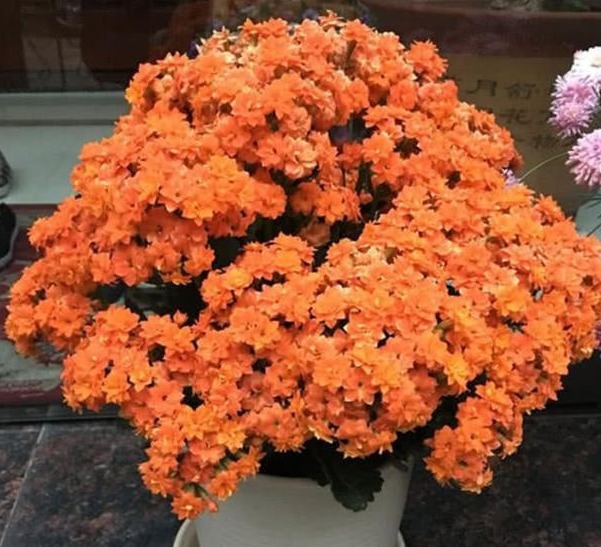 烂根|长寿花不长还黄叶用3法急救,轻松解决,爆成大花球